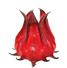 Hibiskus